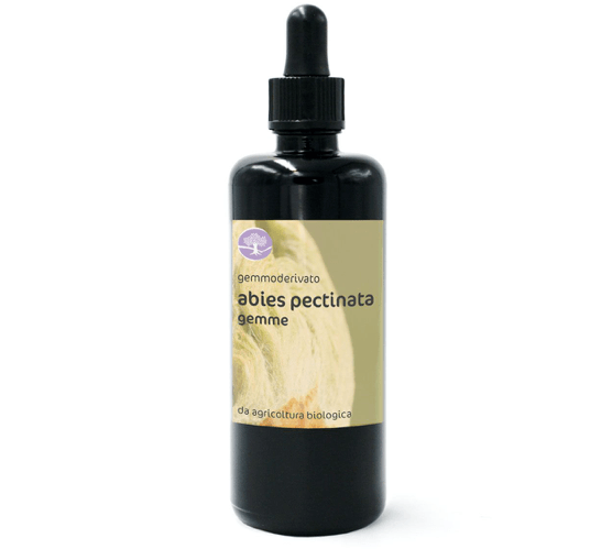 Gemmoderivato ABIES PECTINATA BIO – ABETE BIANCO