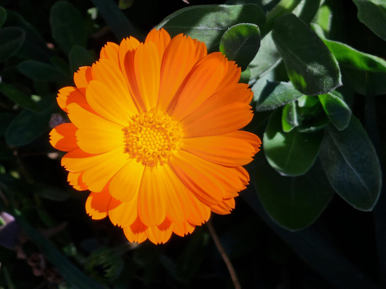 calendula-fiore-energia-forza-ottimismo Fiore arancione di calendula, Calendula officinalis, il simbolo dell' energia, della forza e dell'ottimismo.