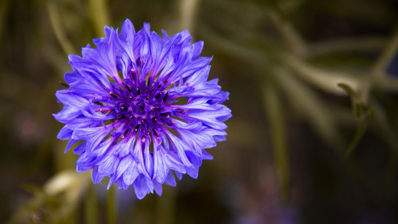 Fiore di fiordaliso, Centaury, l'essenza per chi tende alla sottomissione.