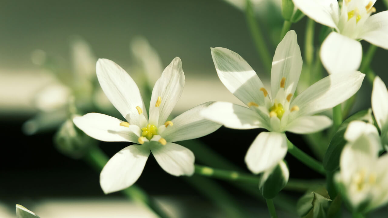 Fiore della pianta stella di Betlemme, Star of Bethlehem, l'essenza per sostenere la persona dopo traumi emotivi e fisici.