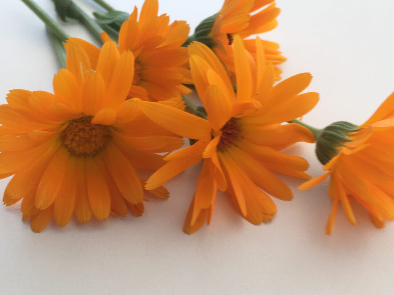fiori-di-calendula-officinali-sul-tavolo Fiori di calendula, Calendula officinalis, sul tavolo.