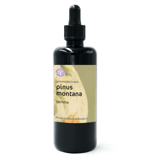 Gemmoderivato PINUS MONTANA BIO – PINO MUGO