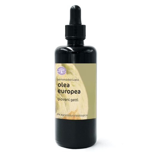 Gemmoderivato OLEA EUROPAEA BIO – OLIVO