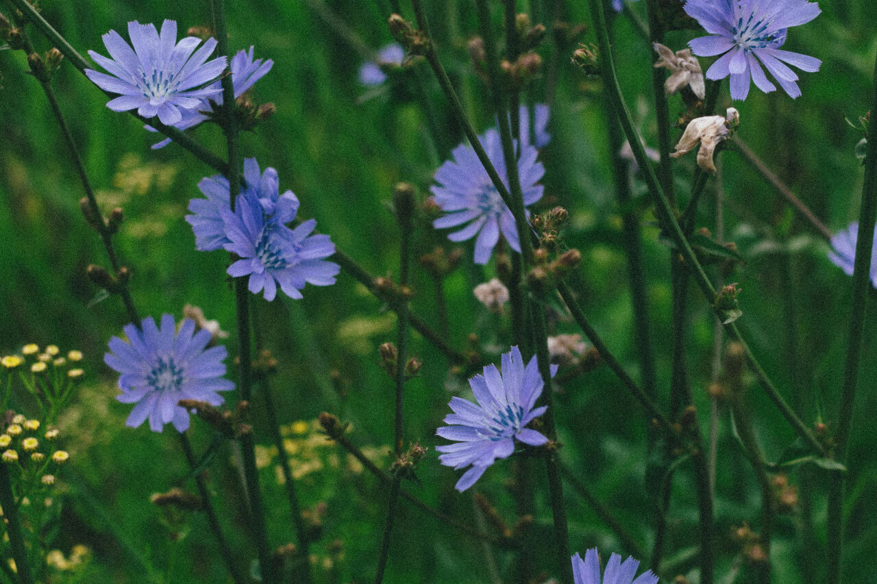 Cvet cikorije, Chicory, Chicorium intybus, esenca za podporo pri pretirani kontroli in posesivnosti.
