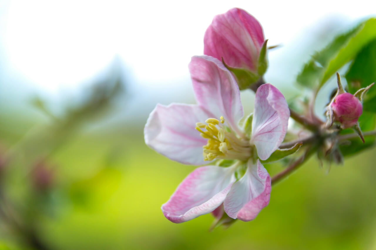Cvet jablane, Crab Apple, Malus pumila, esenca za podporo sprejemanju svojega telesa.