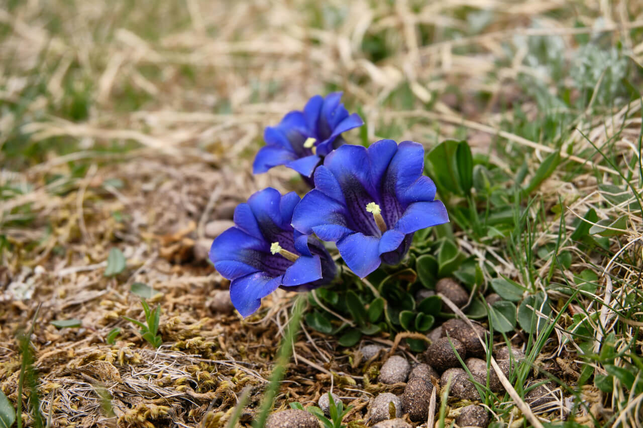 Cvet encijana Gentian, esenca za podporo pri obupu, črnogledosti in žalosti.