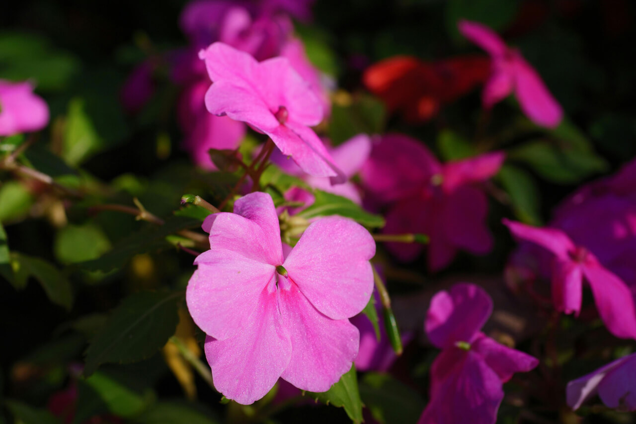 Cvet nedotike, Impatiens, Impatiens glandulifera, esenca za umirjanje pretirane naglice in nestrpnosti.