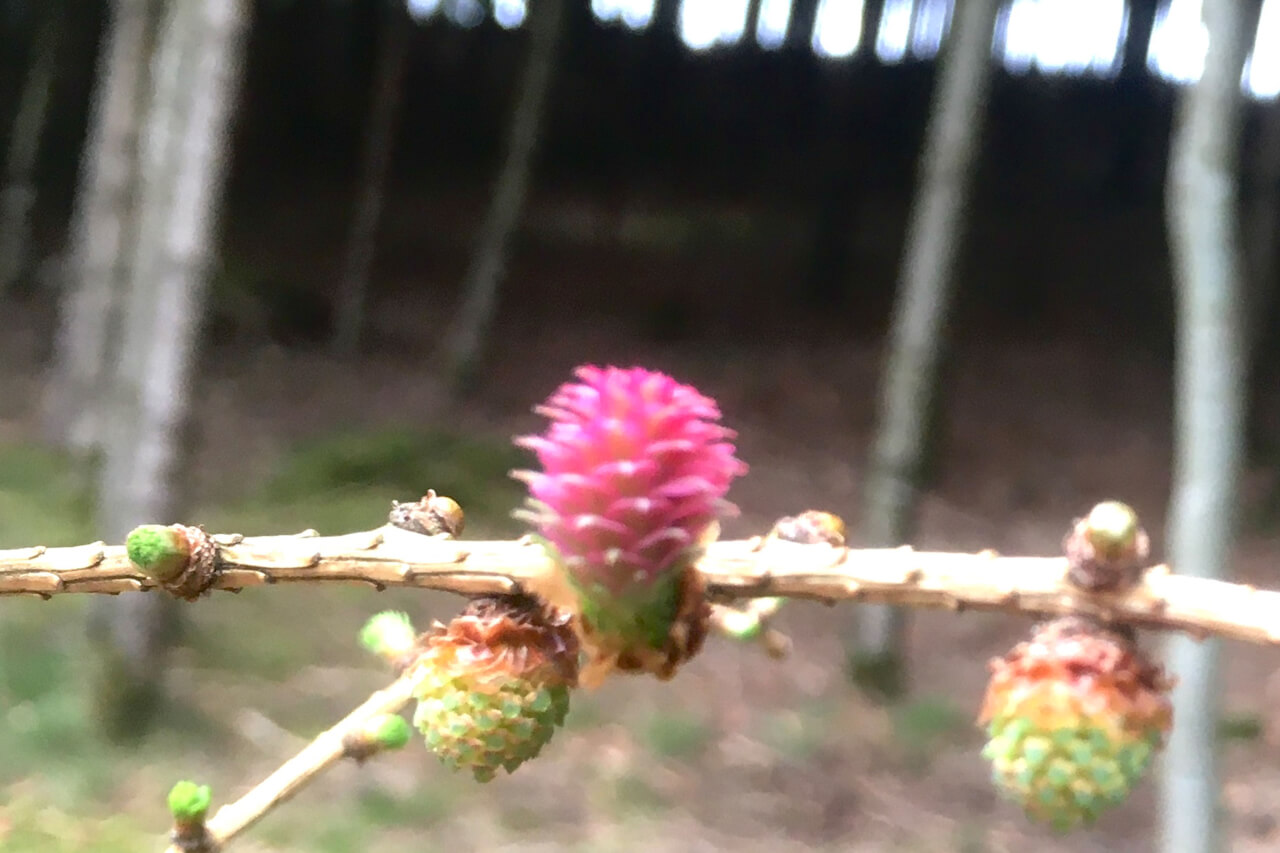 Cvet macesna, Larch, Larix decidua, esenca za dvig samozavesti in notranje moči.