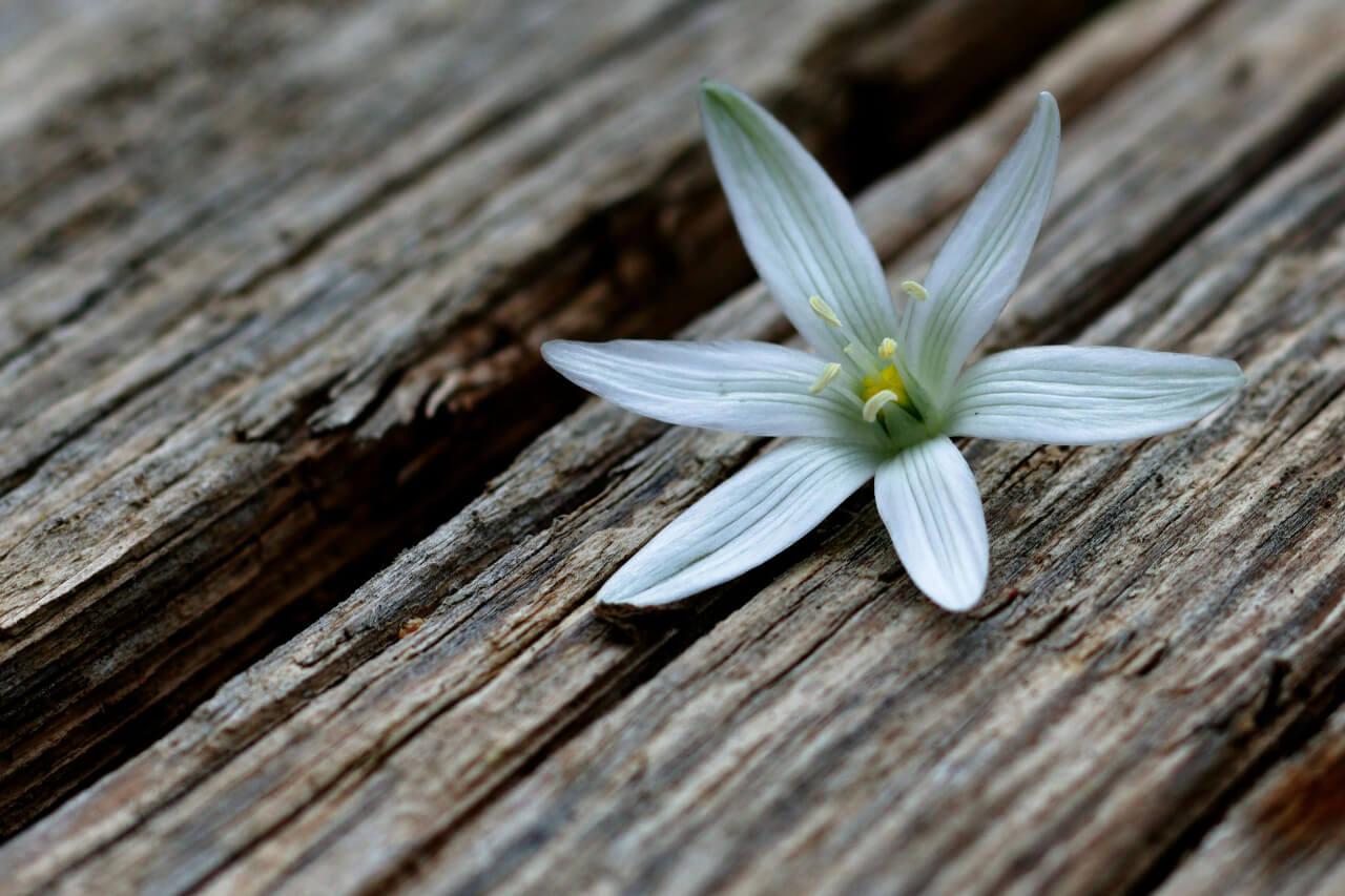 Cvet betlehemska zvezda, Star of Bethlehem, Ornithogallum umbellatum na leseni podlagi, esenca za podporo po travmah.