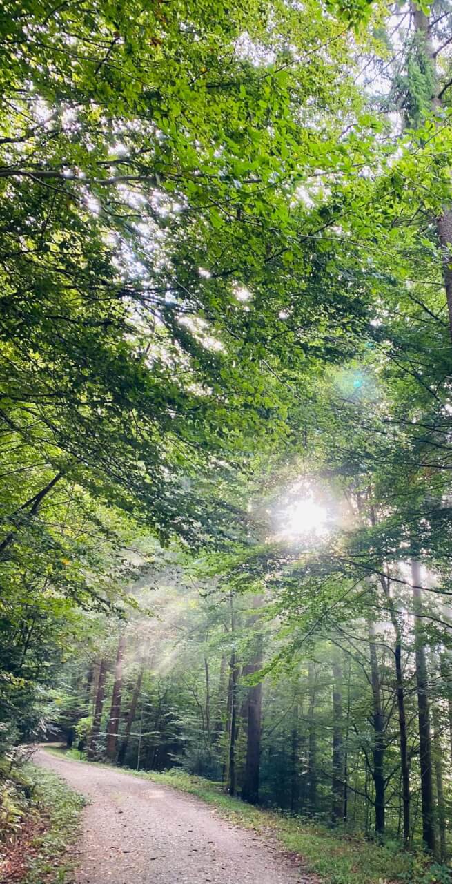 Gozdna pot s sončnimi žarki kot simbol moči naravne energije.