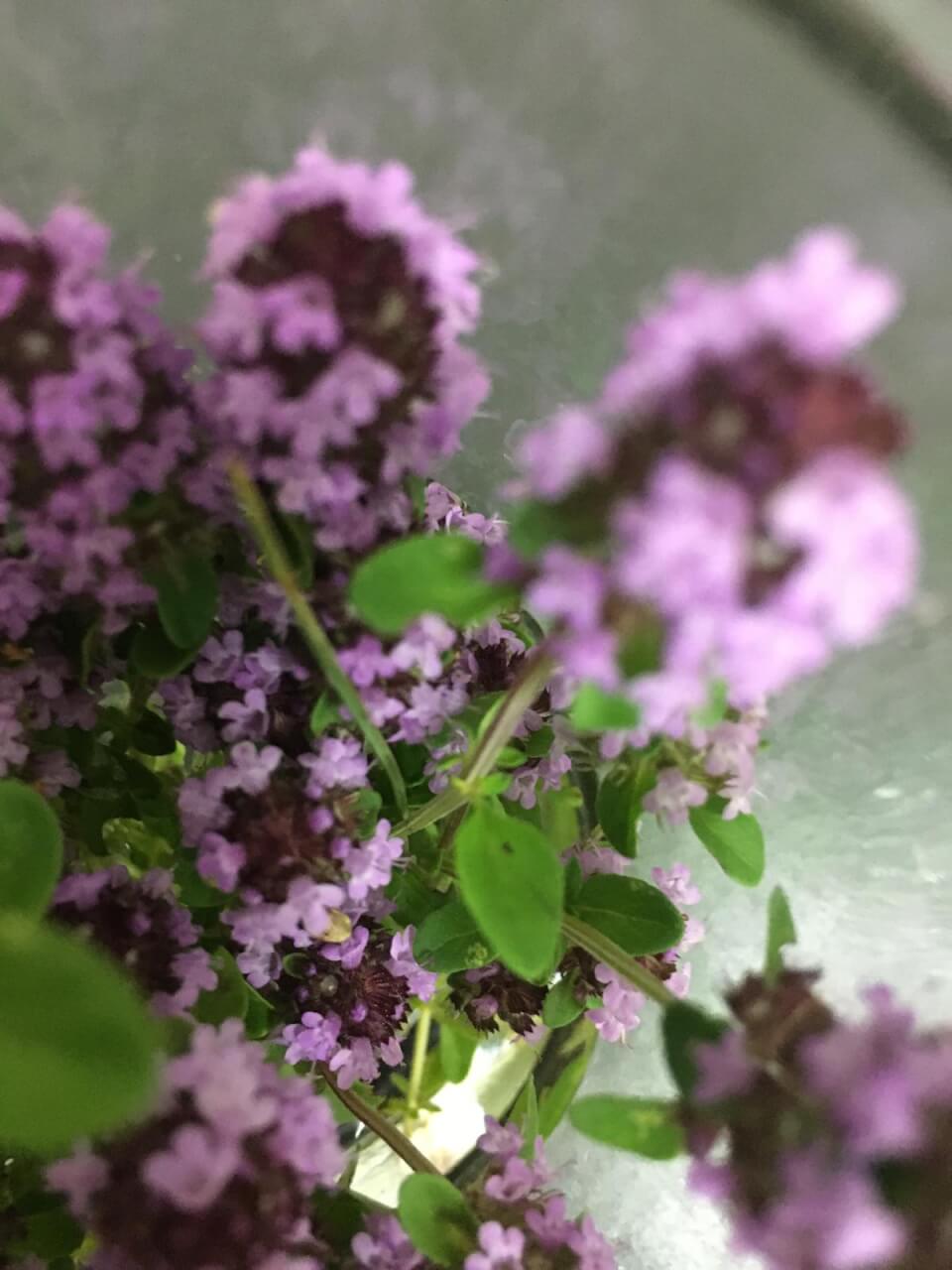 Cvet materine dušice Thymus serpyllum, zdravilno zelišče.
