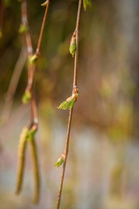 Vejica breze Betula pendula z brsti, primerna za nabiranje brstov.