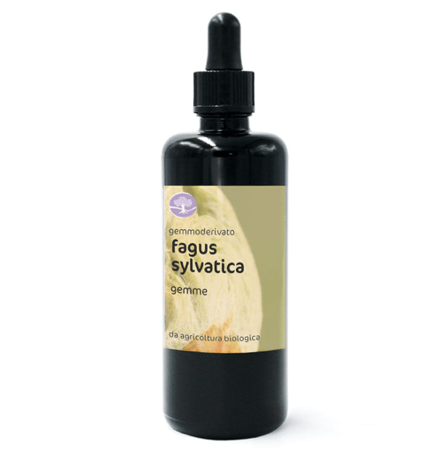 BIO gemmoekstrakt/gemoderivat FAGUS SYLVATICA – NAVADNA BUKEV