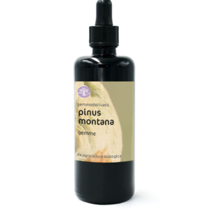 BIO gemmoekstrakt/gemoderivat PINUS MONTANA – PLANINSKI BOR
